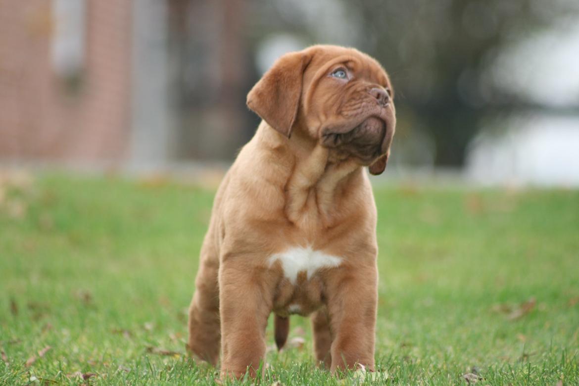 Dogue de bordeaux Cru Acajou Light A Way " LaLa" - 8 uger billede 3