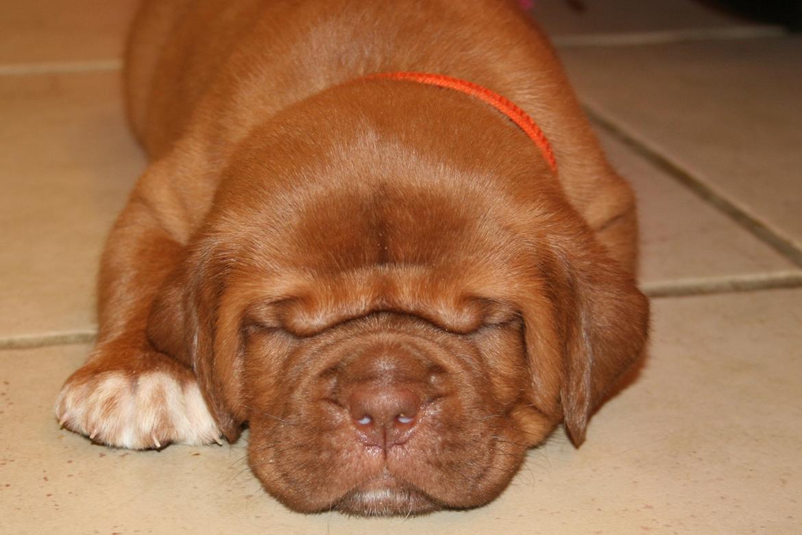Dogue de bordeaux Cru Acajou Light A Way " LaLa" - 5 uger billede 4