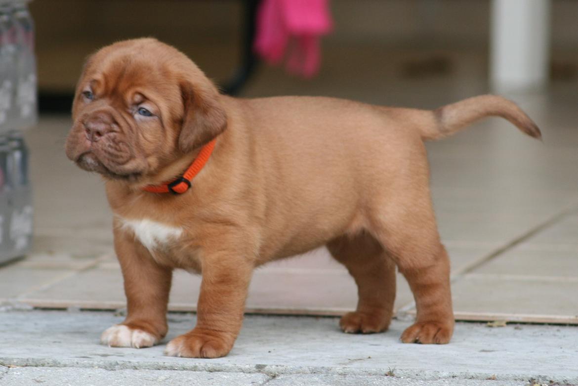 Dogue de bordeaux Cru Acajou Light A Way " LaLa" - 5 uger billede 5