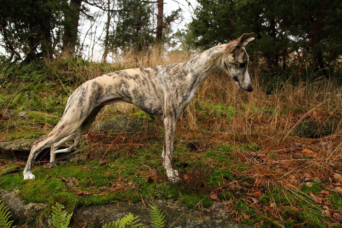 Whippet Benjamin - November 2012 billede 13