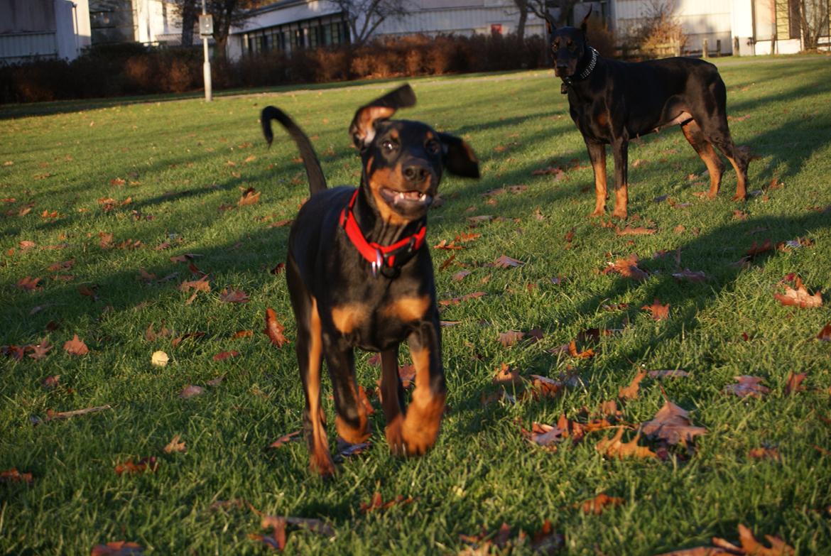 Dobermann Proud Danish Eye Of French Kiss billede 14