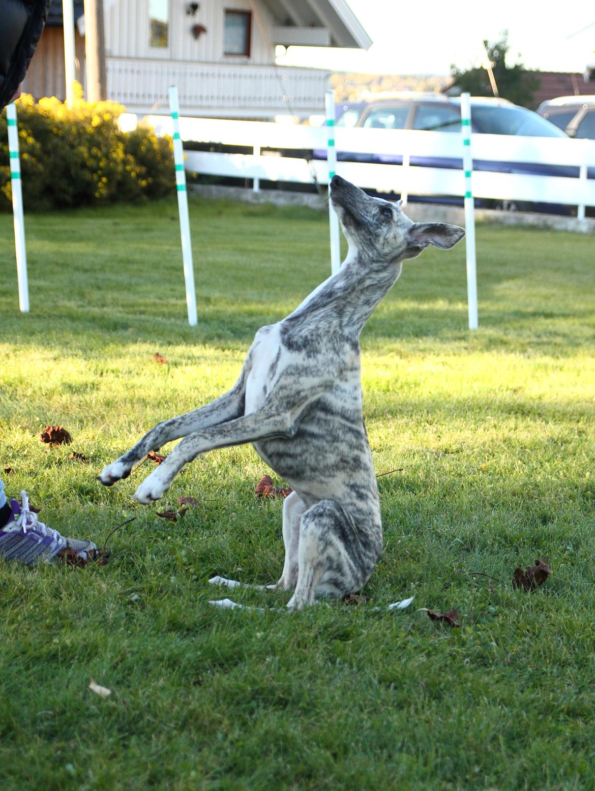 Whippet Benjamin - Oktober 2012 billede 14