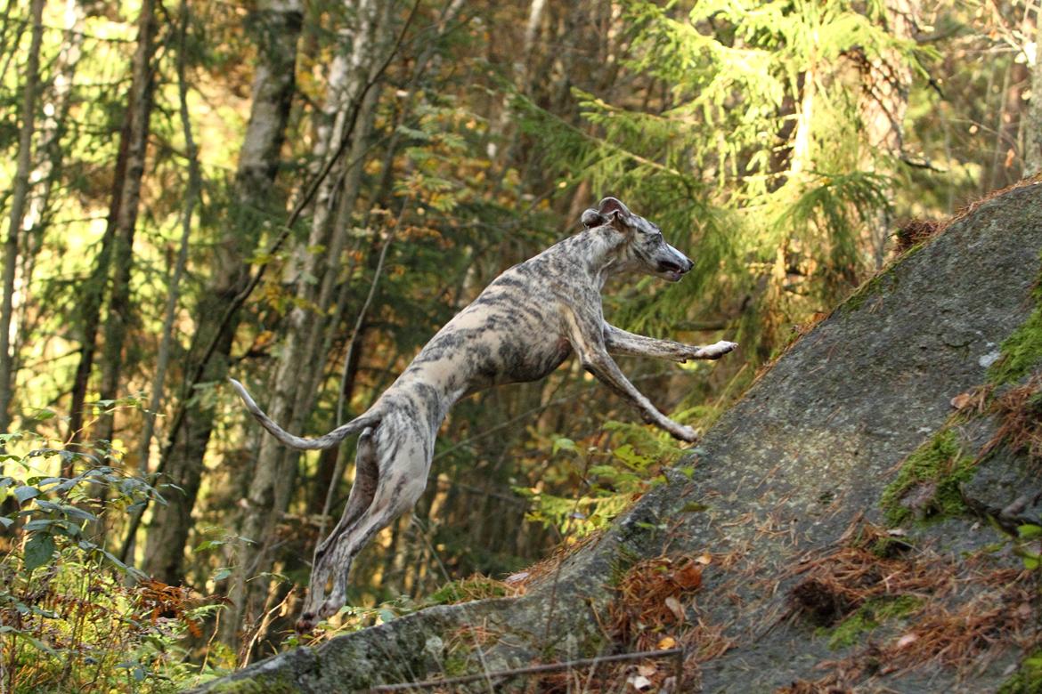 Whippet Benjamin - Oktober 2012 billede 15