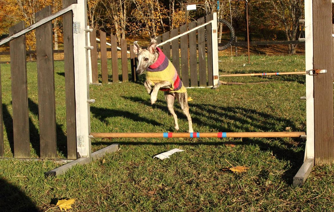 Whippet Benjamin - Oktober 2012 billede 16