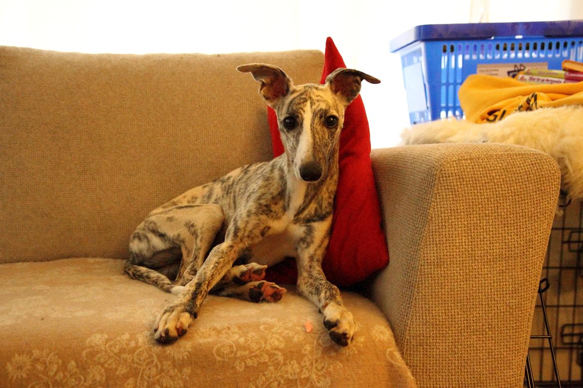 Whippet Benjamin - September 2012 billede 18
