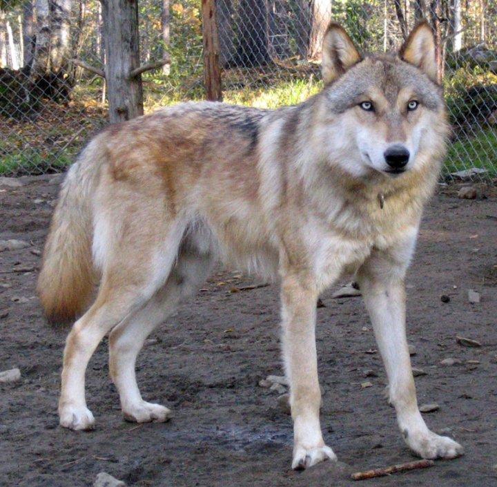 Tamaskan Dog Indiana - "Matsi" - Boogie (Ivan) at Polar Speed Finland; Matsi's Oldefar.. Billede taget af Tuuli S. billede 25