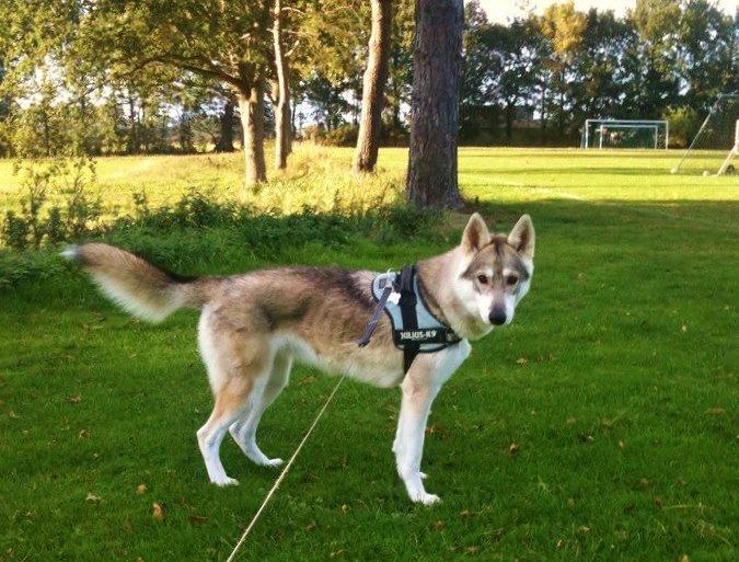 Tamaskan Dog Indiana - "Matsi" billede 21