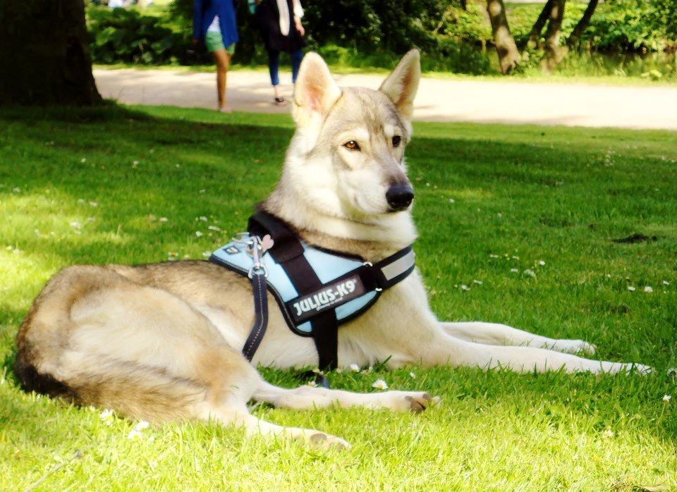 Tamaskan Dog Indiana - "Matsi" billede 3