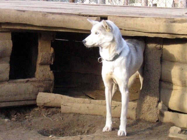 Tamaskan Dog Indiana - "Matsi" - Matsi's Oldemor billede 26