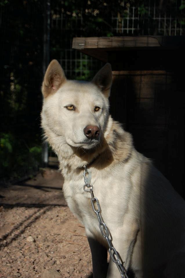 Tamaskan Dog Indiana - "Matsi" - Valko (Whitefang); Matsi's Farfar. Billede taget af Hennis S. billede 27