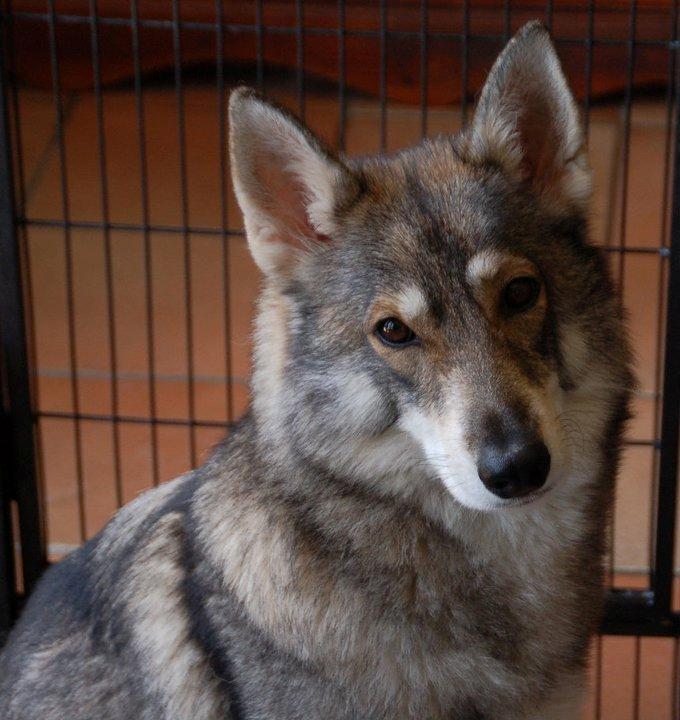 Tamaskan Dog Indiana - "Matsi" - Nevada; Matsi's Mor billede 22