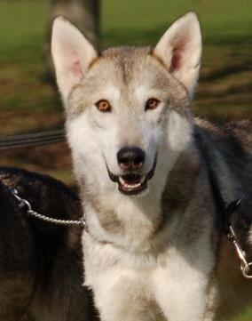 Tamaskan Dog Indiana - "Matsi" - Skye; Matsi's far (billedet taget da han var 8 mdr. gammel). Han er grundet ulykkestilfælde desværre afgået ved døden. :( billede 24