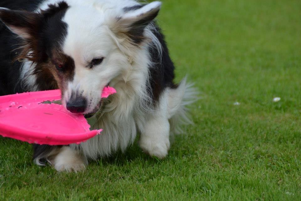 Welsh corgi cardigan Birkebakkens Samson billede 19