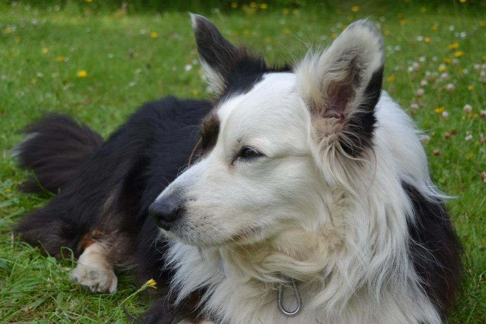 Welsh corgi cardigan Birkebakkens Samson billede 17