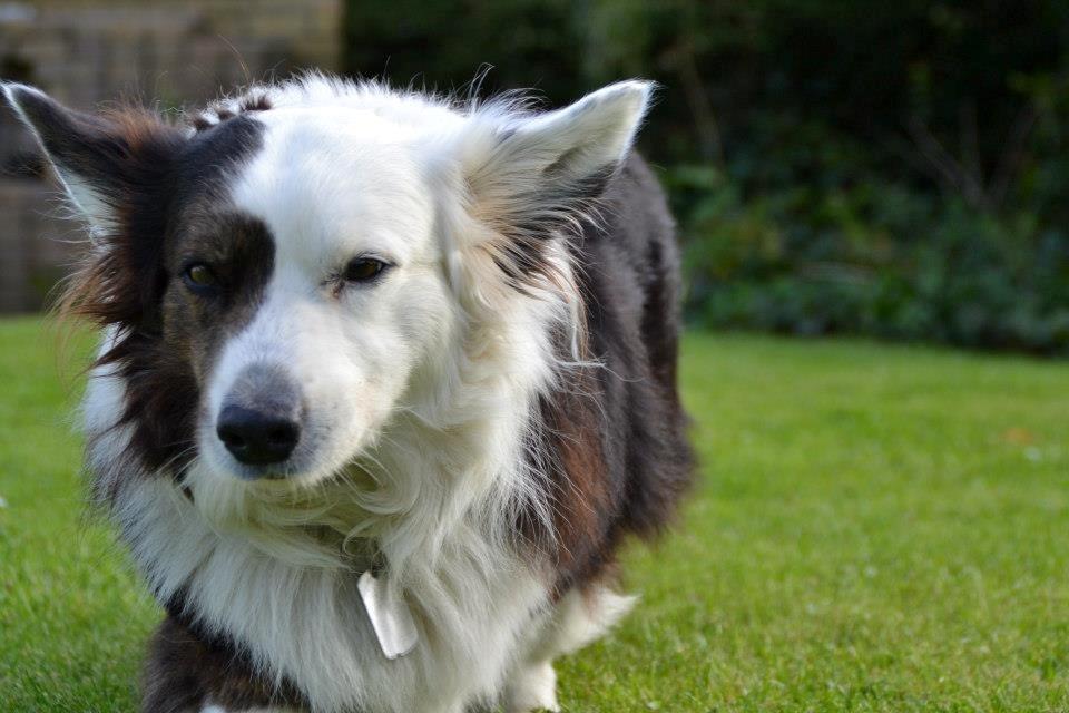 Welsh corgi cardigan Birkebakkens Samson billede 7