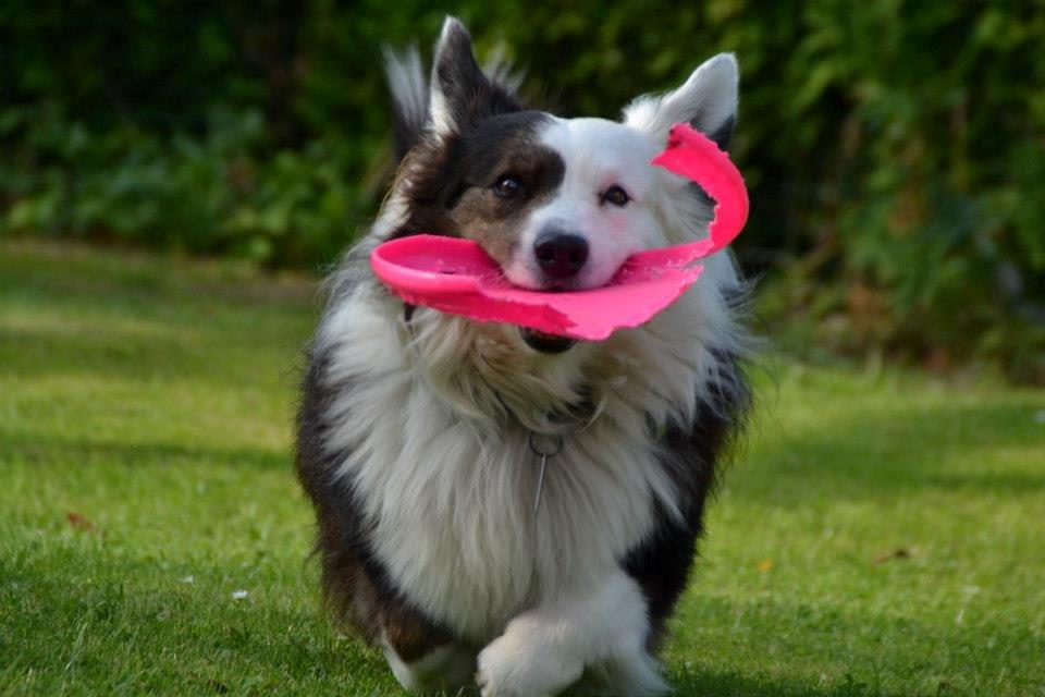 Welsh corgi cardigan Birkebakkens Samson billede 18