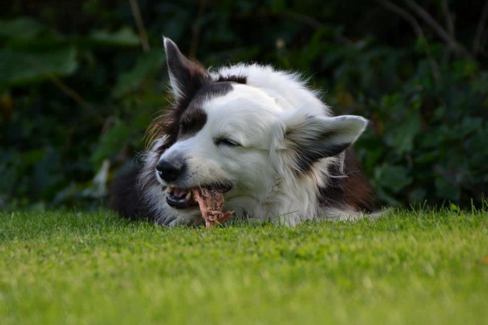 Welsh corgi cardigan Birkebakkens Samson billede 6
