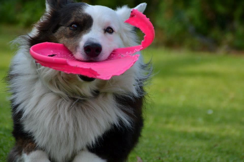 Welsh corgi cardigan Birkebakkens Samson billede 4