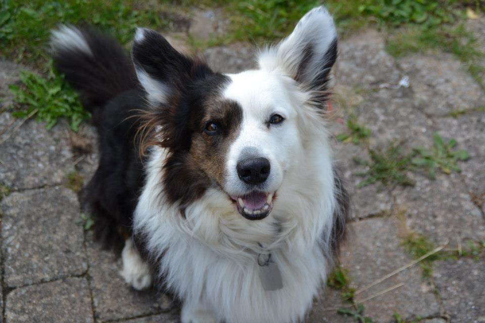 Welsh corgi cardigan Birkebakkens Samson billede 20