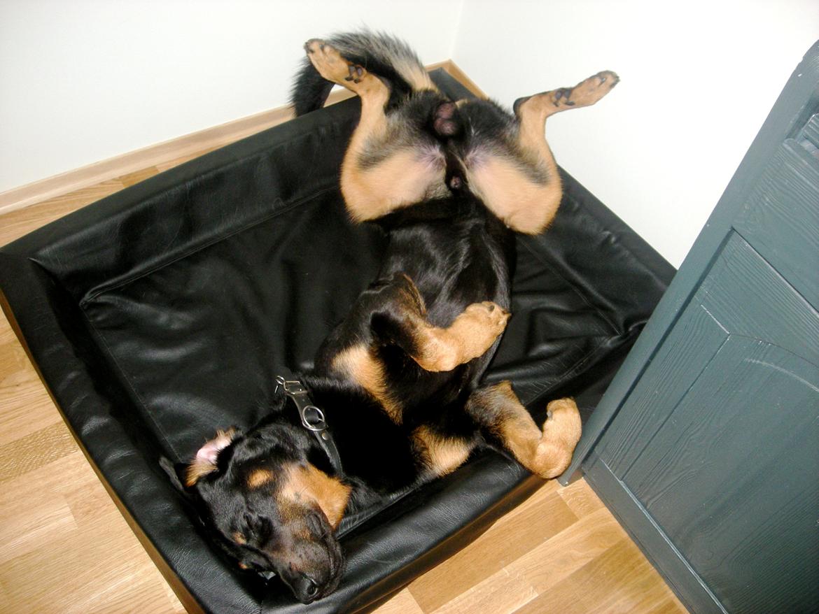 Beauceron Woodt Light  Arkas billede 18