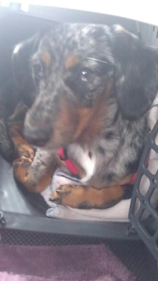 Blanding af racer 'Begga' Gravhund/DSG "Blue merle" - På vej ud til min nye mor. klarede det så fint i 1½ time i bilen. lille engel <3 billede 19