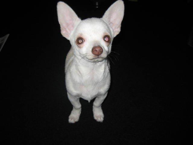 Chihuahua Basse billede 1