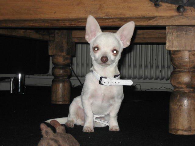 Chihuahua Basse billede 2