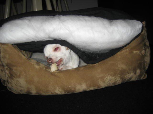 Chihuahua Basse billede 3