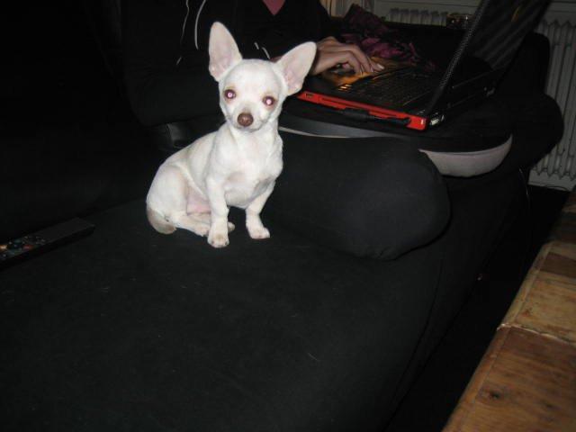 Chihuahua Basse billede 4