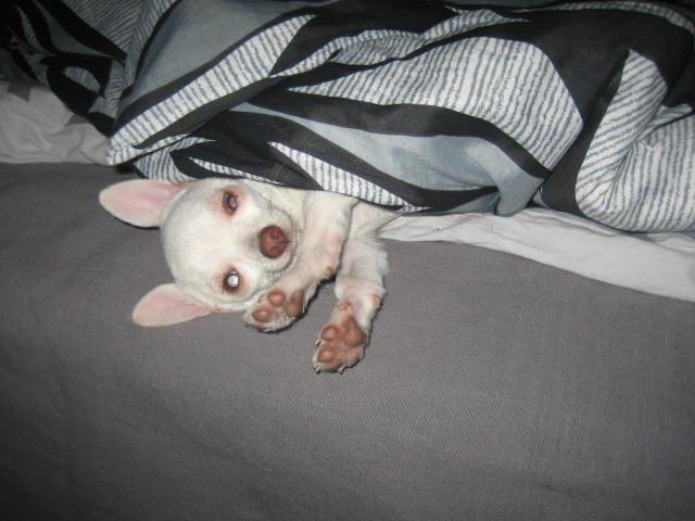 Chihuahua Basse billede 6
