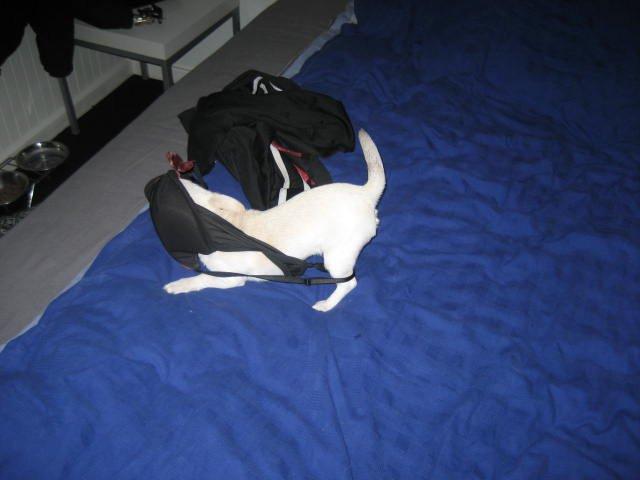 Chihuahua Basse billede 7