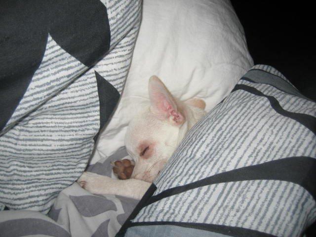 Chihuahua Basse billede 8