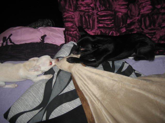 Chihuahua Basse billede 9
