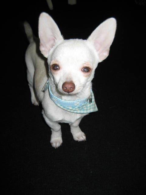 Chihuahua Basse billede 10