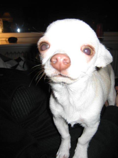 Chihuahua Basse billede 11