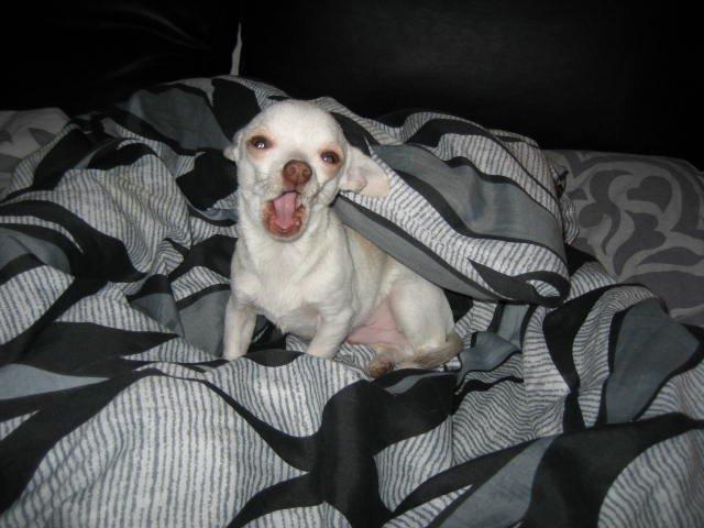 Chihuahua Basse billede 12