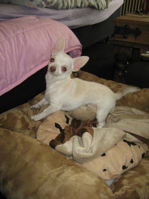 Chihuahua Basse billede 13