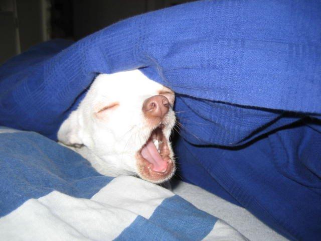Chihuahua Basse billede 14