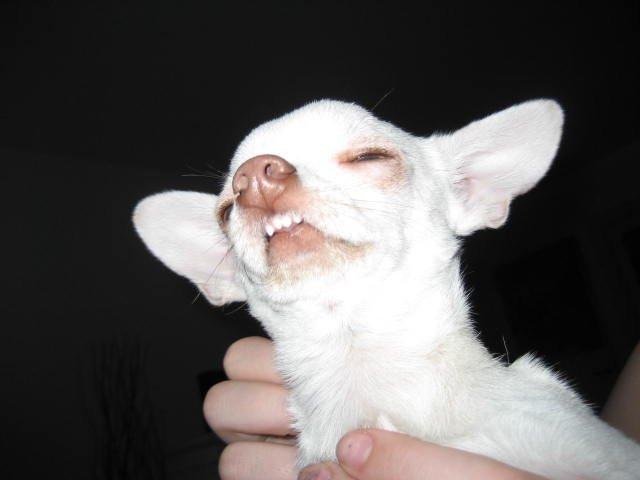 Chihuahua Basse billede 15