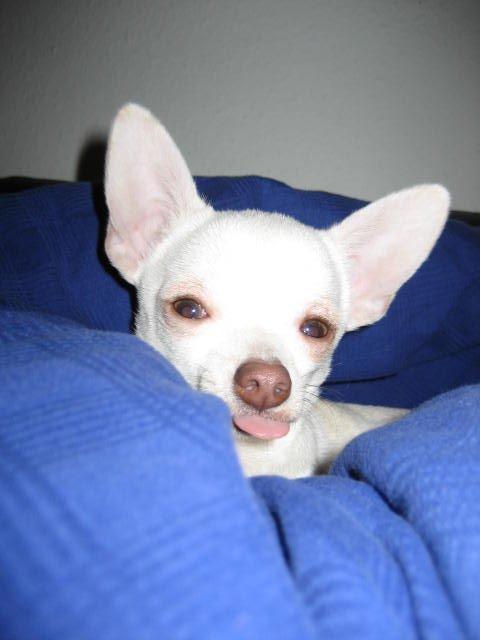 Chihuahua Basse billede 16