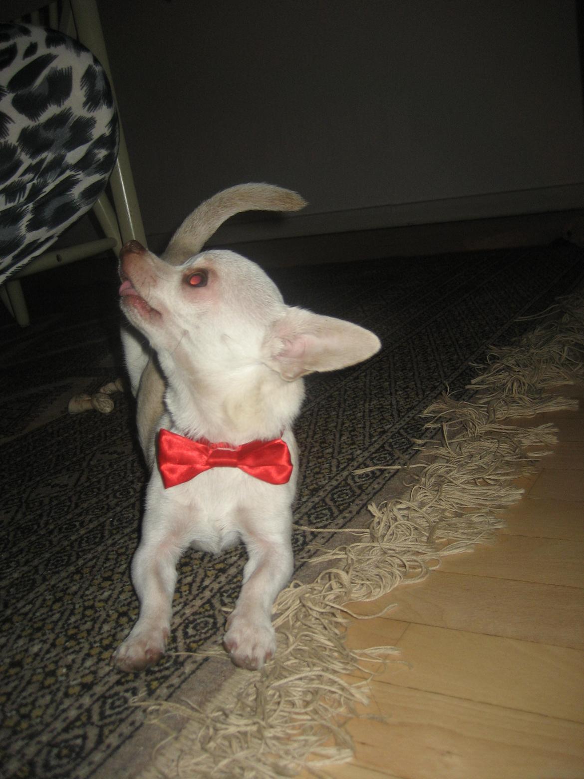 Chihuahua Basse billede 17