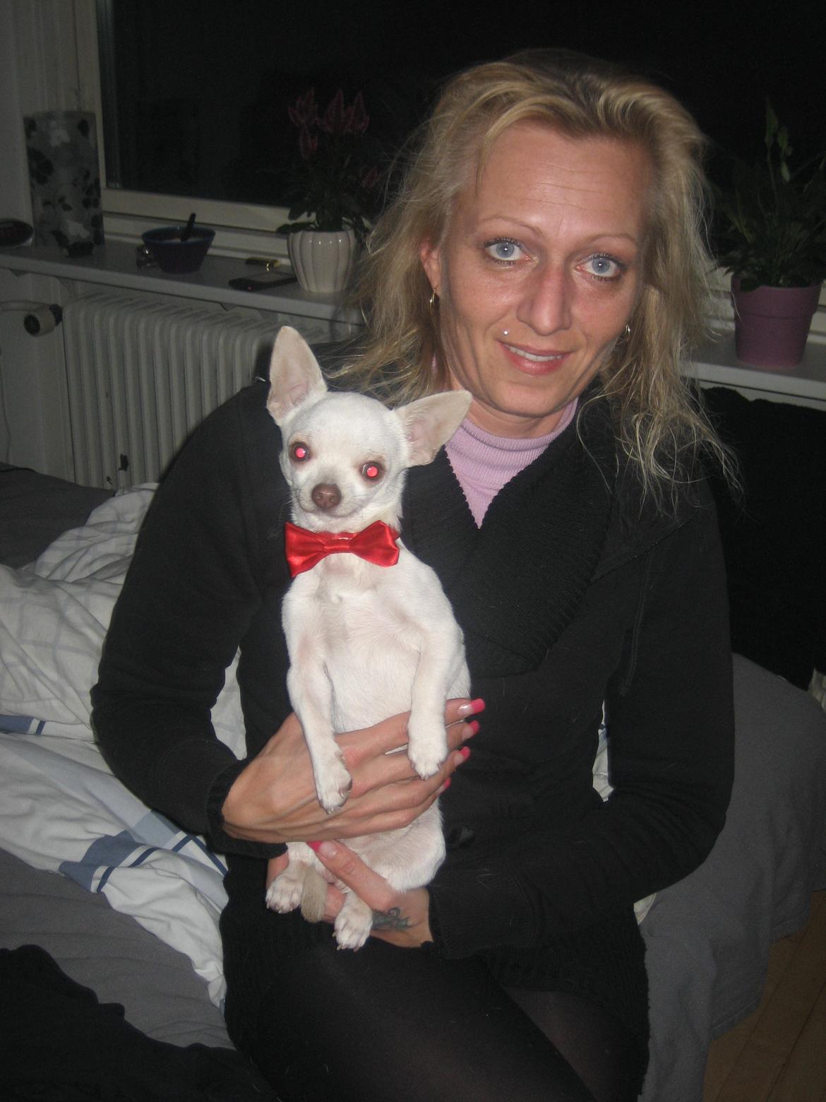 Chihuahua Basse billede 18