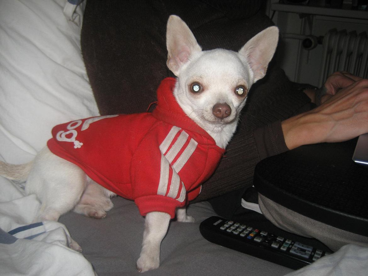 Chihuahua Basse billede 19