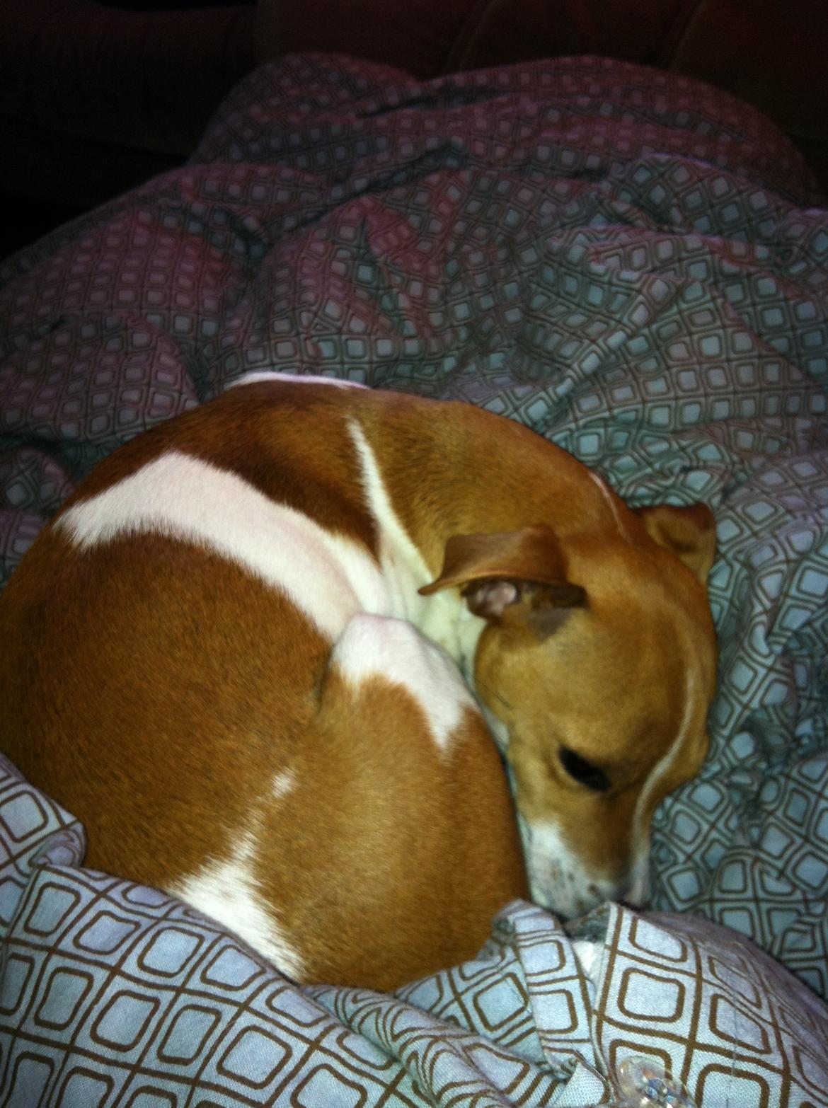 Dansk svensk gaardhund Bella billede 2