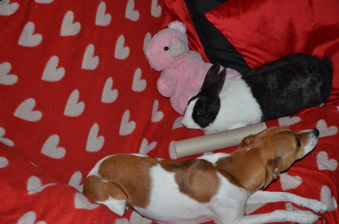 Dansk svensk gaardhund Bella billede 3