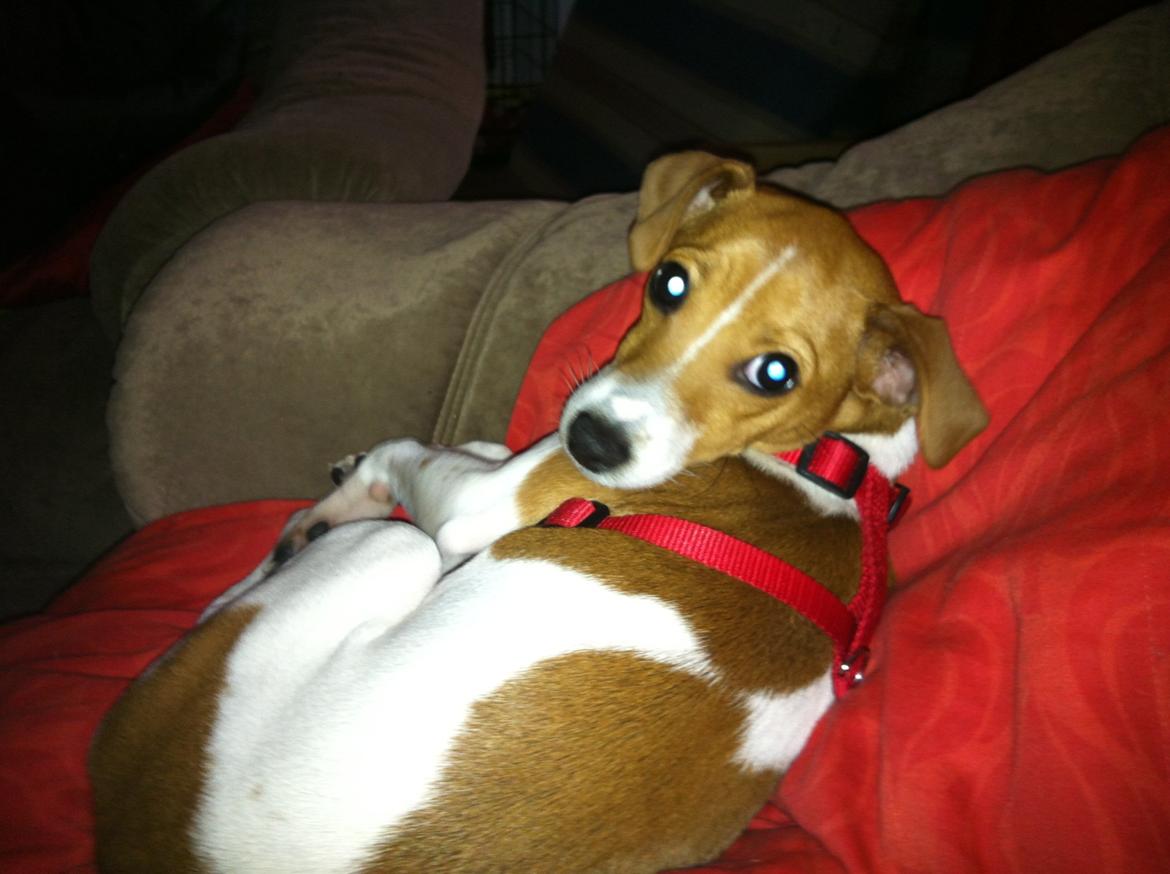 Dansk svensk gaardhund Bella billede 1