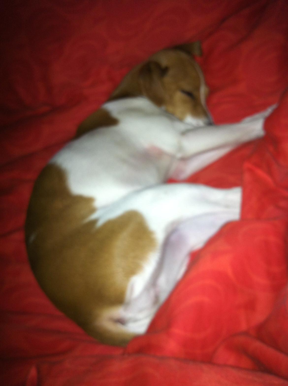 Dansk svensk gaardhund Bella billede 4