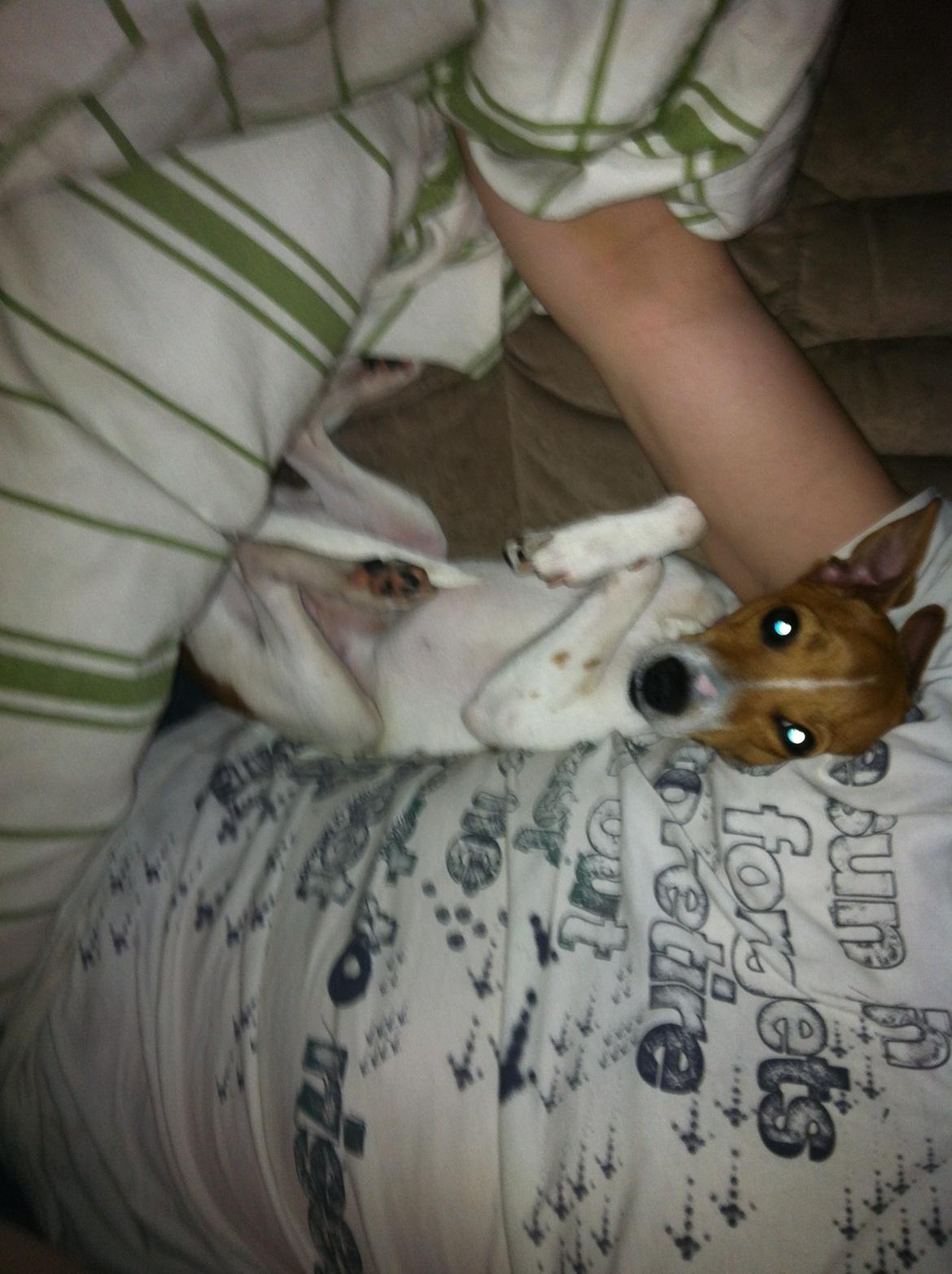 Dansk svensk gaardhund Bella billede 5