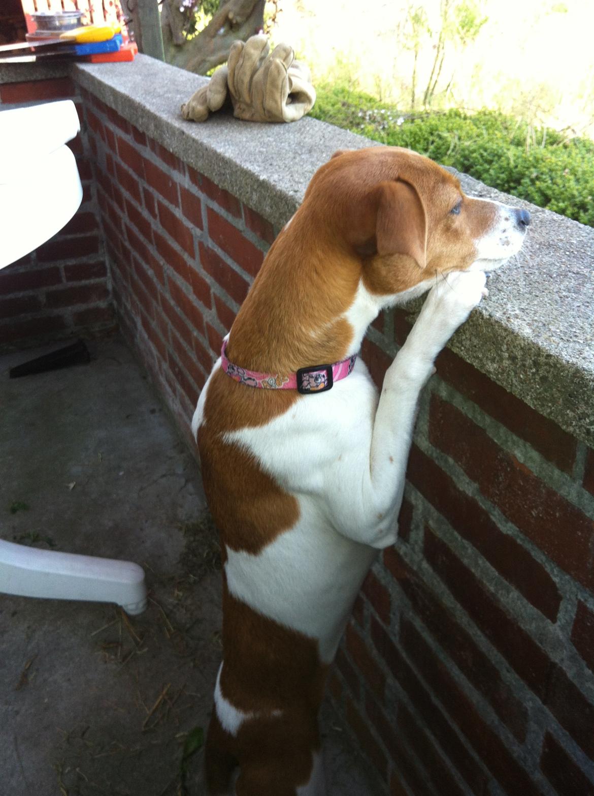 Dansk svensk gaardhund Bella billede 6