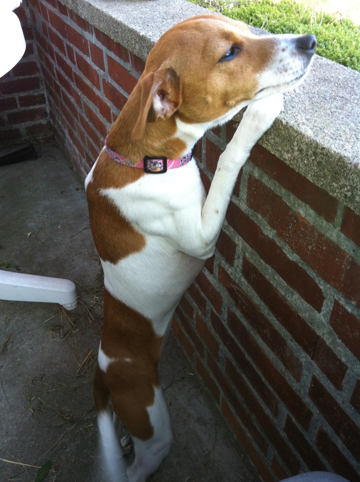 Dansk svensk gaardhund Bella billede 7